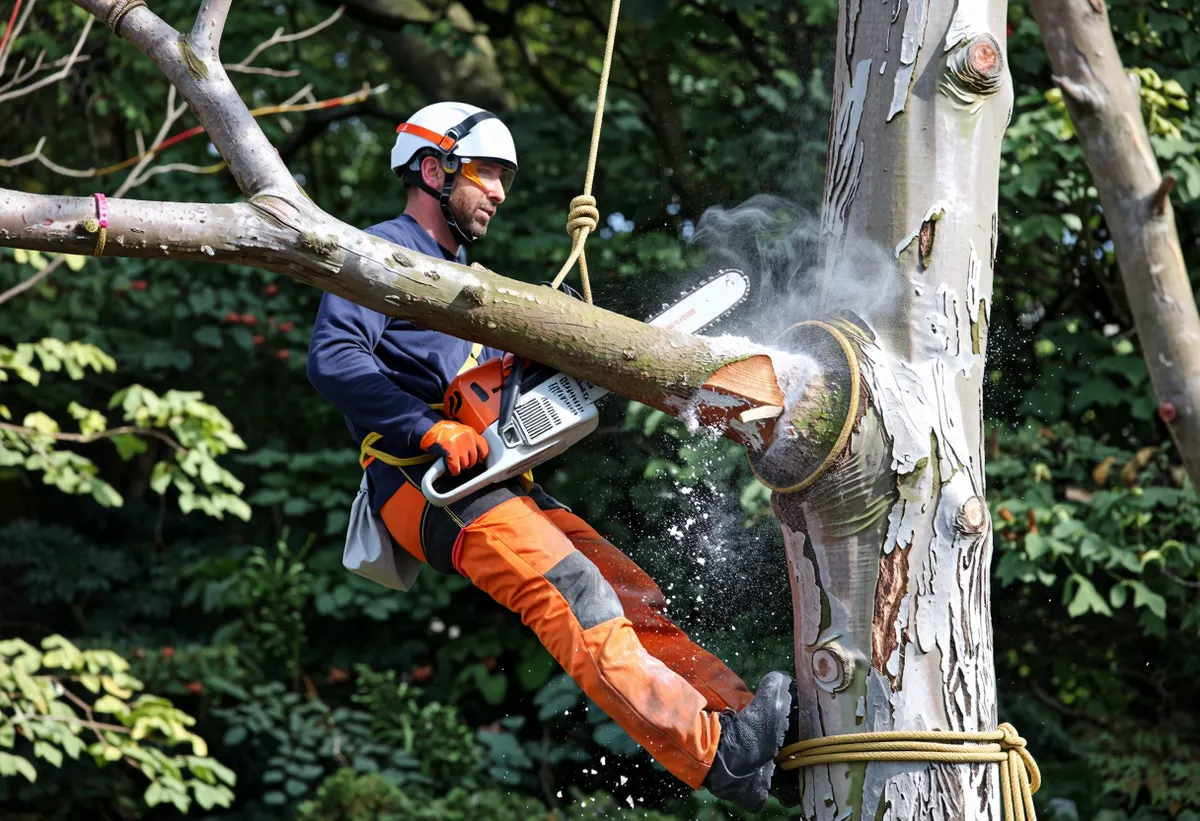 An arborist sectional felling a tree, lowering a limb on rigging ropes